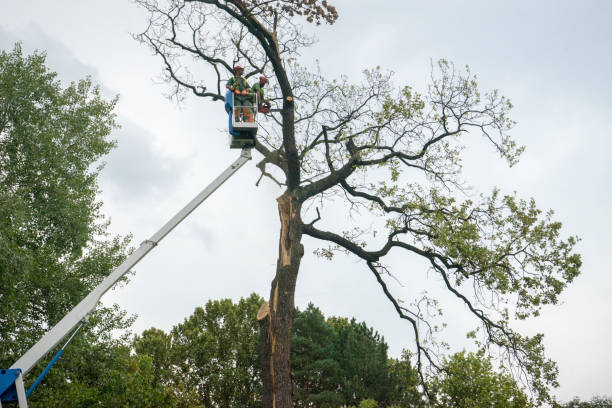 Tree Removal for Businesses in Toro Canyon, CA